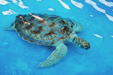Hawksbill deniz kaplumbağası Eretmochelys Imbricata eleştirel endang olduğunu