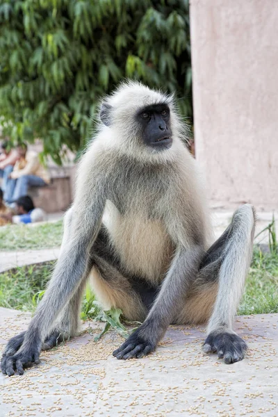 Szürke Langur majom Presbytis entellus Jodhpur Rajasthan Indi — Stock Fotó