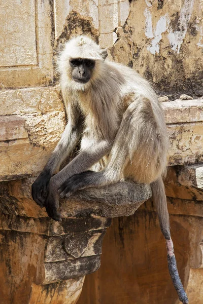 Gray Langur Monkey Presbytis entellus en Jodhpur Rajasthan Indi — Foto de Stock