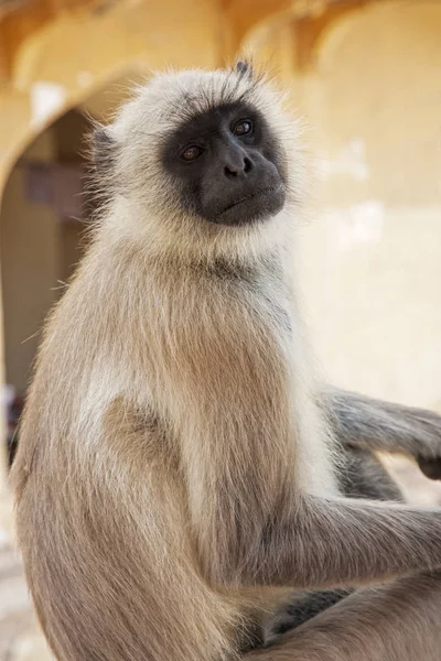 Gray Langur aap genoemd Presbytis Tellus in Jodhpur Rajasthan Indi — Stockfoto