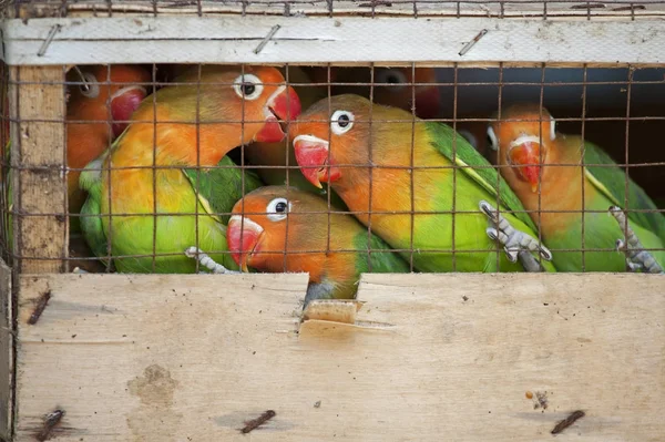 Piccioncini in un mercato locale di uccelli pronti per la spedizione al negozio di animali domestici — Foto Stock