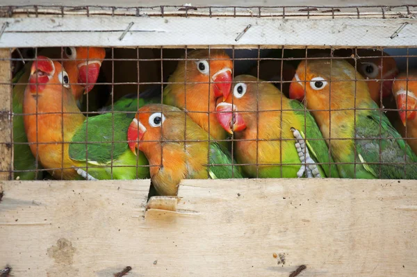 Lovebirds at a local bird market ready for shipment — Stock Photo, Image
