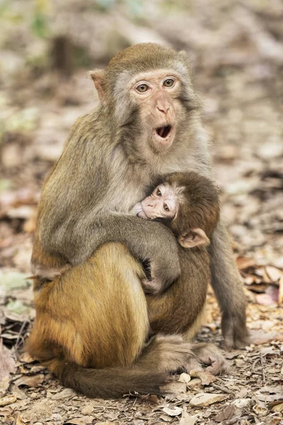 Rhesus Macaque l'espèce la plus connue des singes du Vieux Monde — Photo