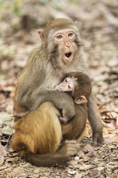 Makak rhesus nejznámějších druhů opic starého světa — Stock fotografie