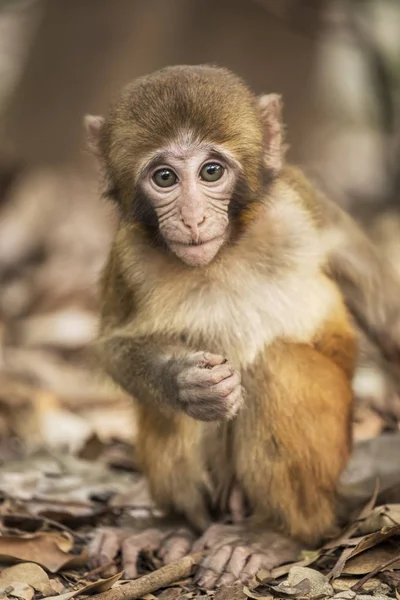 Rhesus Macaque the best-known species of Old World monkeys — Stock Photo, Image