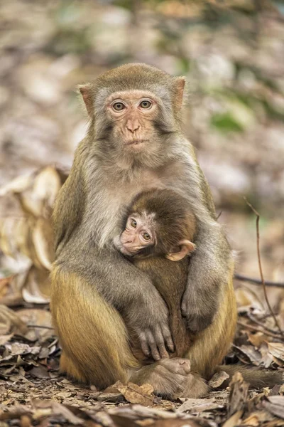 Rhesus Macaque l'espèce la plus connue des singes du Vieux Monde — Photo