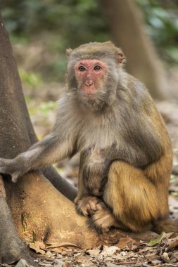 Rhesus Macaque the best-known species of Old World monkeys clipart