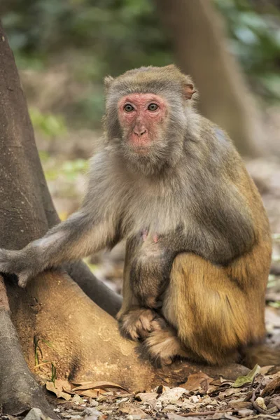 Rhesus Macaque l'espèce la plus connue des singes du Vieux Monde — Photo