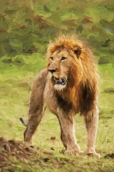 Fine art utskrift av manliga Lion Panthera leo Masia Mara Kenya, Afric — Stockfoto