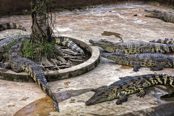 Siamesiske krokodiller på krokodillefarm i Mekong-deltaet, Vietn - Stock-foto