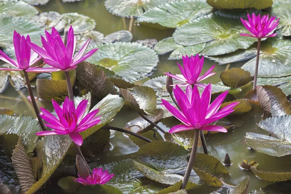 Water lilies in a pond in the Mekong Delta in southern Vietnam — Stock Photo, Image