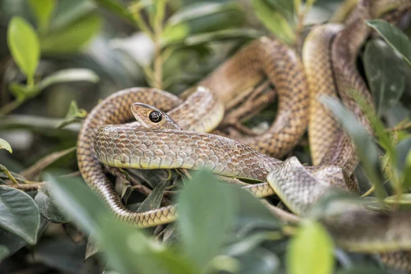 Serpiente marrón en una granja de serpientes en el sur de Vietnam —  Fotos de Stock