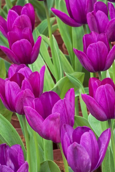 Крупним планом поле фіолетових тюльпанів — стокове фото