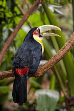 Yeşil gagalı tukan (Ramphastos dicolorus), Brezilya 'nın güney ve doğu bölgelerinde, Bolivya' nın Pantanal 'ında, Paraguay' ın doğusunda ve Arjantin 'in kuzeydoğusunda bulunur.