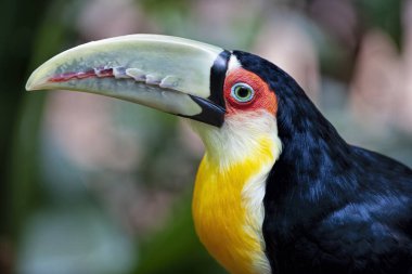 Yeşil gagalı tukan (Ramphastos dicolorus), Brezilya 'nın güney ve doğu bölgelerinde, Bolivya' nın Pantanal 'ında, Paraguay' ın doğusunda ve Arjantin 'in kuzeydoğusunda bulunur.