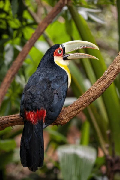 Green Billed Toucan Ramphastos Dicolorus Red Breasted Toucan Found Southern — Stock Photo, Image