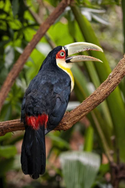 Tukan Zielonodzioby Ramphastos Dicolorus Lub Tukan Czerwonymi Piersiami Znajduje Się — Zdjęcie stockowe