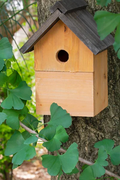 Een Prachtige Natuurlijke Wodden Vogelhuis Opknoping Buiten Een Ginkgo Boom — Stockfoto