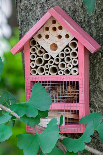 Mooi Rose Insect Huis Een Ginkgo Boom Tuin — Stockfoto