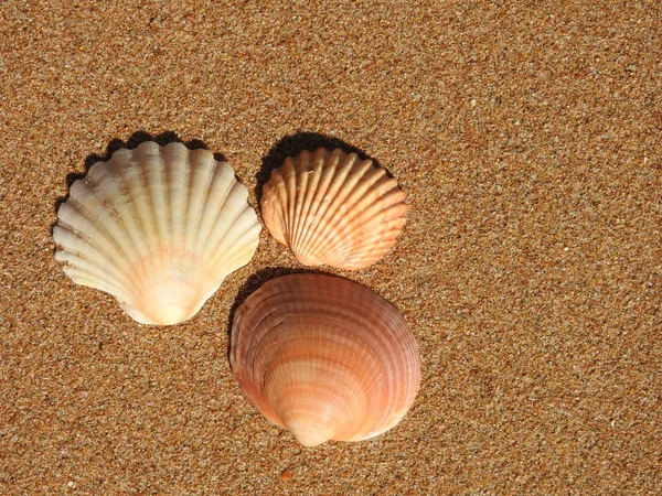 Verschiedene Muscheln am Strand — Stockfoto