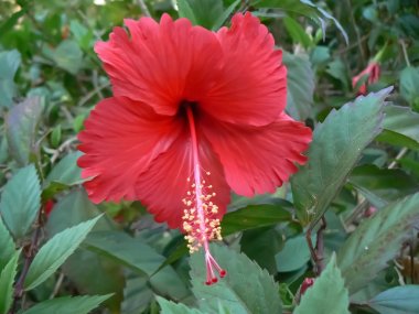 Schoene Hibiscus Bluete