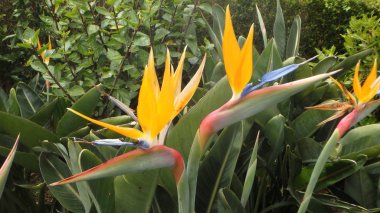 Strelitzie schoene Blume auf Madeira