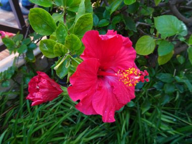 Hibiscus farklı çeşitleri