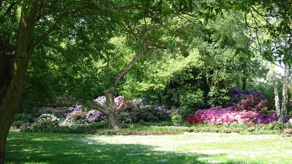 Verschiedenen Sorten 의 Rhododendron — 스톡 사진