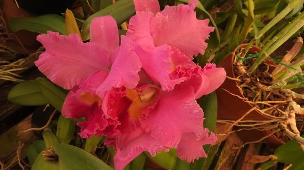 Orquídea Schoene en veschiedenen Farben —  Fotos de Stock
