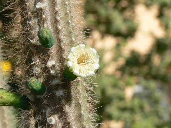Kaktus mit einer Bluete — Fotografia de Stock