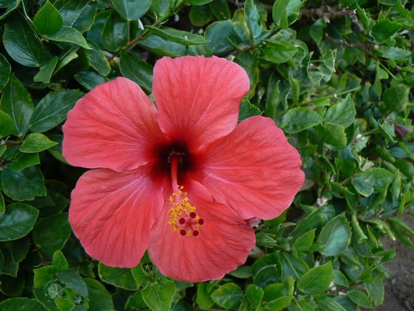 Schoene Hibiscus Bluete — Zdjęcie stockowe