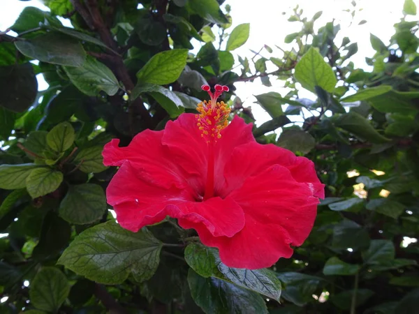 Hibiscus en diferentes variedades —  Fotos de Stock