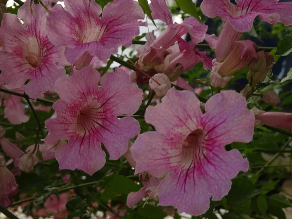 Flor de trompeta con hermosas flores —  Fotos de Stock