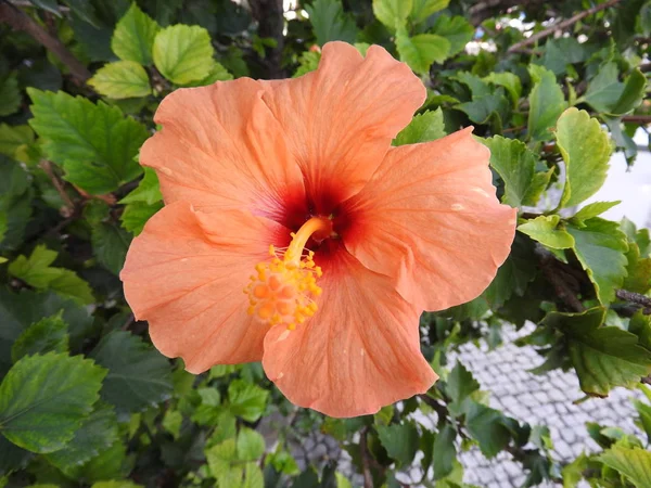 Hibiscus en diferentes variedades —  Fotos de Stock