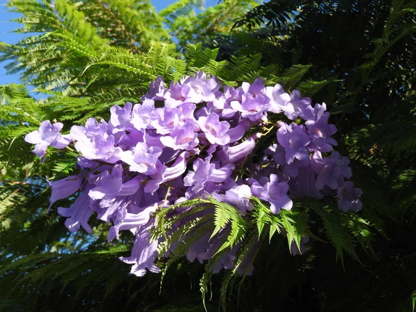 Jacaranda árbol con flores —  Fotos de Stock