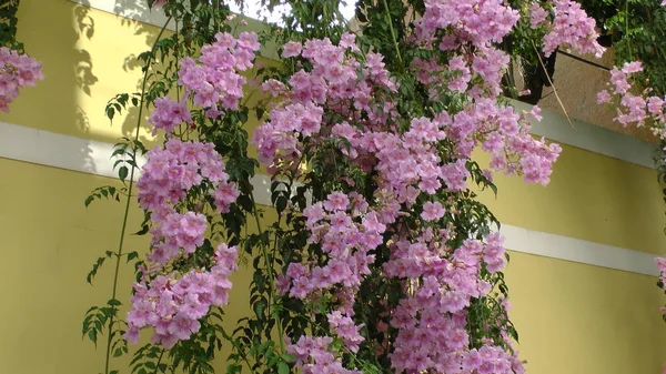트럼펫 꽃 아름 다운 꽃으로 — 스톡 사진
