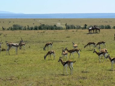 Antilop Savannah Safari Kenya