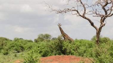 Giraffe in the Savannah Safari Keny clipart