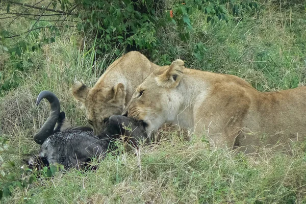 Leoni nella Savana Safari Kenya — Foto Stock