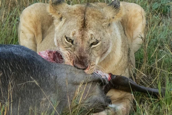 Löwen in der Savannensafari Kenia — Stockfoto