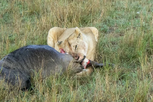 Löwen in der Savannensafari Kenia — Stockfoto