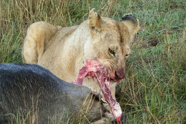 Leoni nella Savana Safari Kenya — Foto Stock