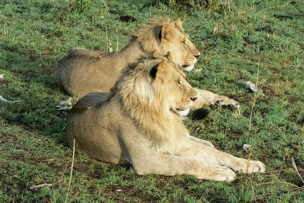 Lions dans la savane Safari Kenya — Photo