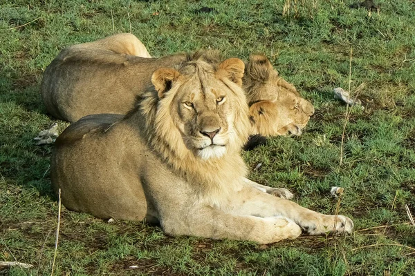 Λιοντάρια με την Κένυα σαφάρι Σαβάννα — Φωτογραφία Αρχείου