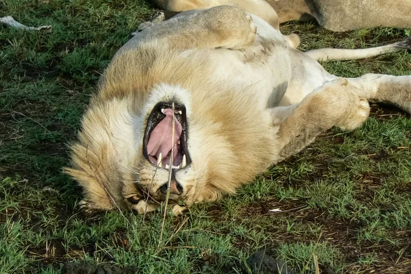 狮子在大草原野生动物园肯尼亚 — 图库照片