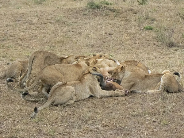 Löwen in der Savannensafari Kenia — Stockfoto