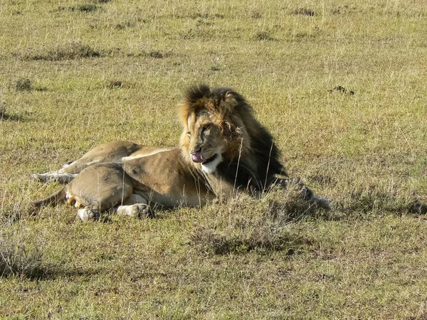 Lvi v Savannah Safari Keňa — Stock fotografie