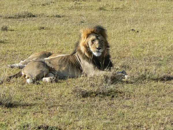 狮子在大草原野生动物园肯尼亚 — 图库照片