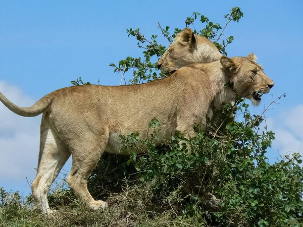 Leões no Safari Savannah Quênia — Fotografia de Stock