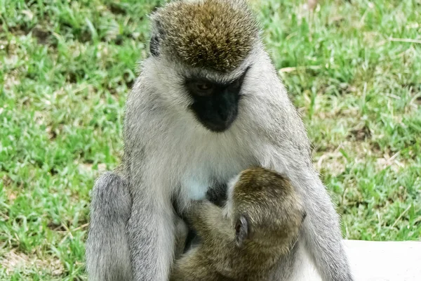 Monkeys in the hotel plant Kenya — Stock Photo, Image